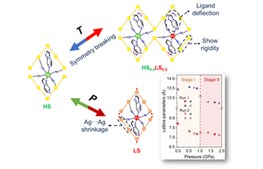 Spin-state switching driven by divergent structural evolutions in a 3D spin-crossover material 2026.100941